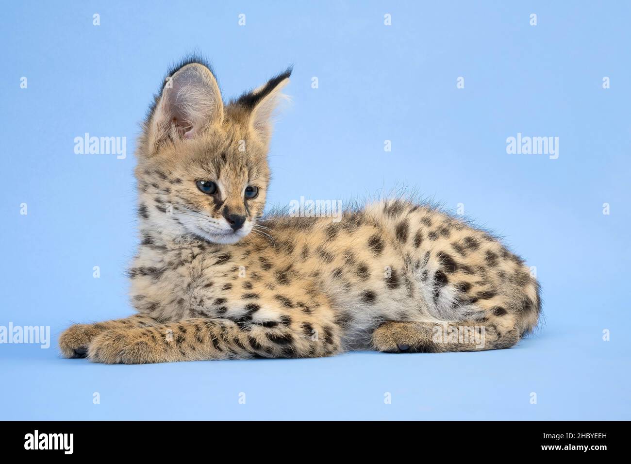 Serval (Leptailurus serval), giovanile, sdraiato, guardando indietro, 9 settimane, Captive, studio girato, Austria Foto Stock