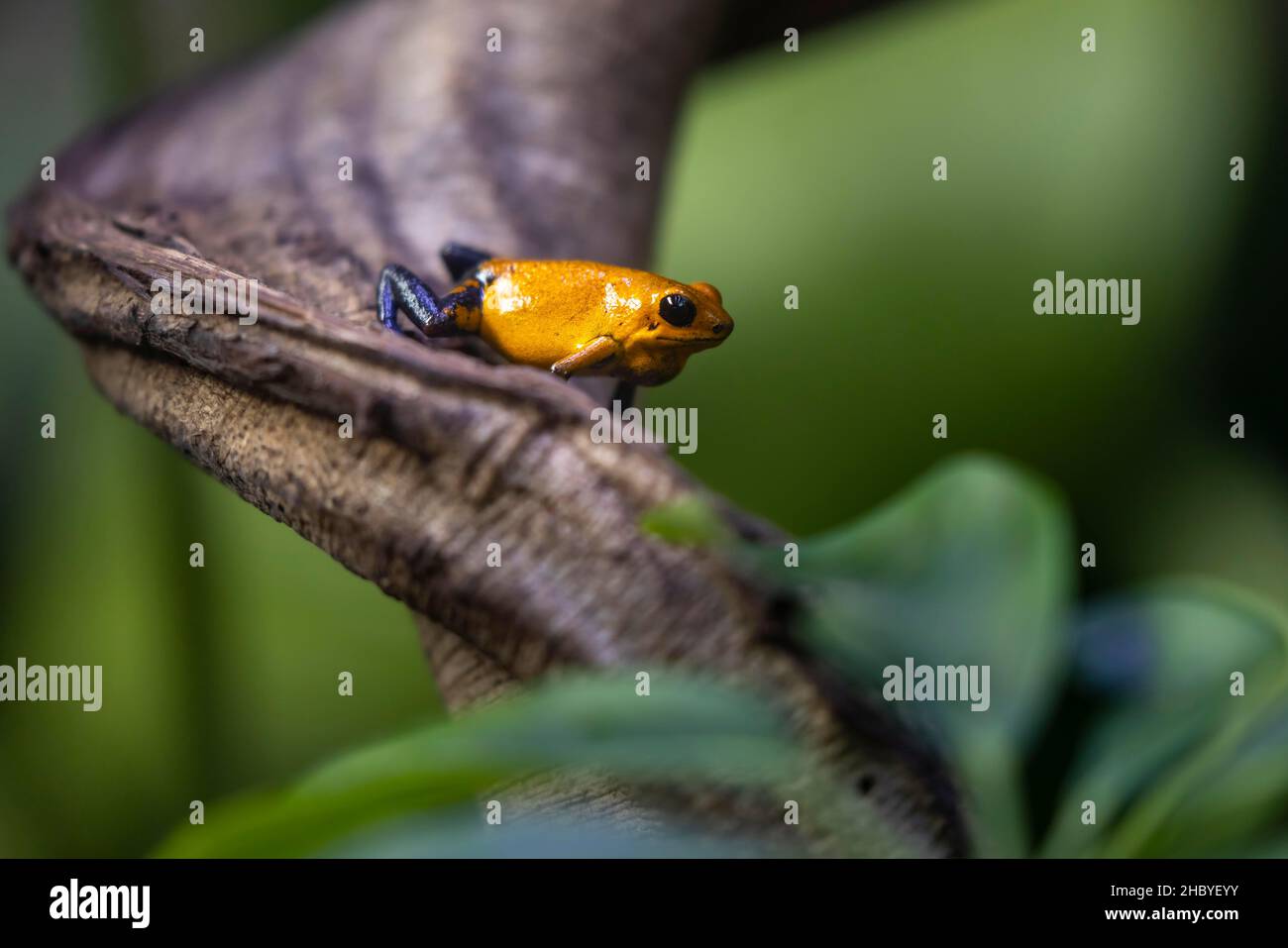Rana avvelenata d'oro (Phyllobates terribilis), Germania Foto Stock