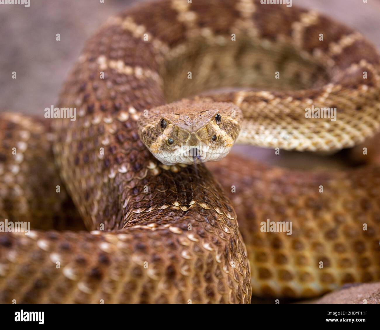 Rattlesnake diamondback occidentale (Crotalus atrox), Germania Foto Stock