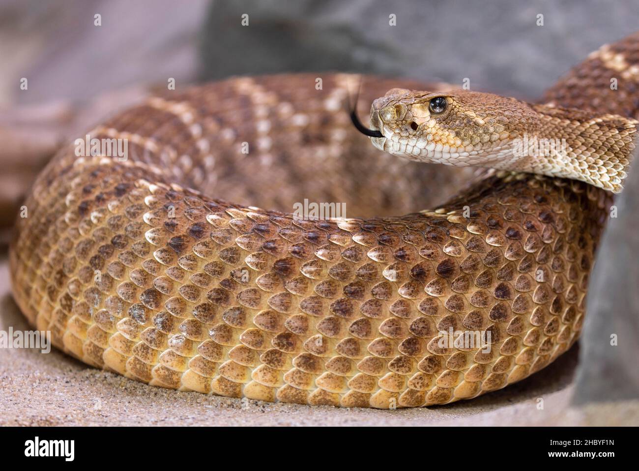 Rattlesnake diamondback occidentale (Crotalus atrox), Germania Foto Stock