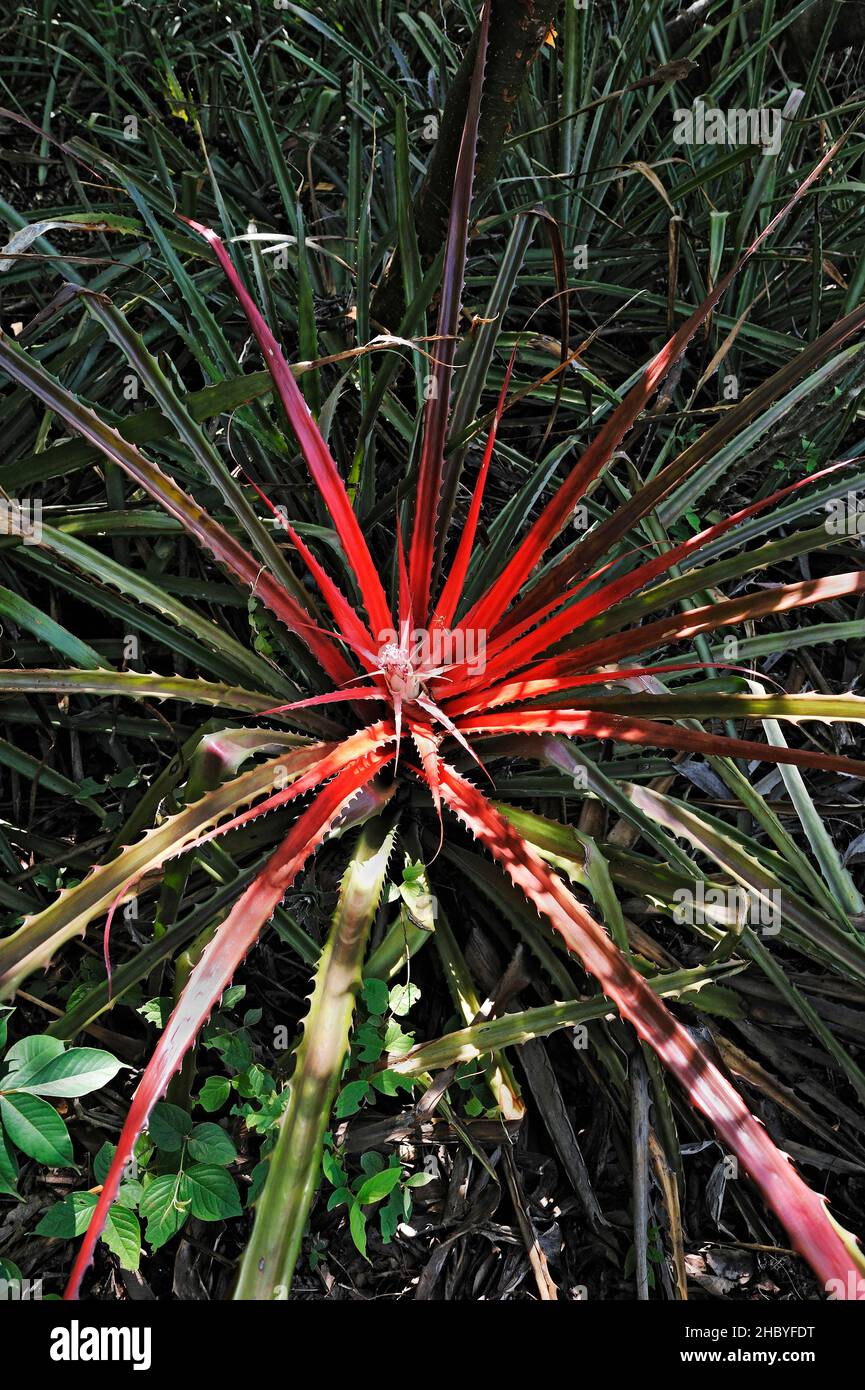 Bromeliad (Bromeliaceae), detta anche pianta di ananas, Parco Nazionale Rincon de la Vieja, Provincia di Guanacaste, Costa Rica, America Centrale Foto Stock