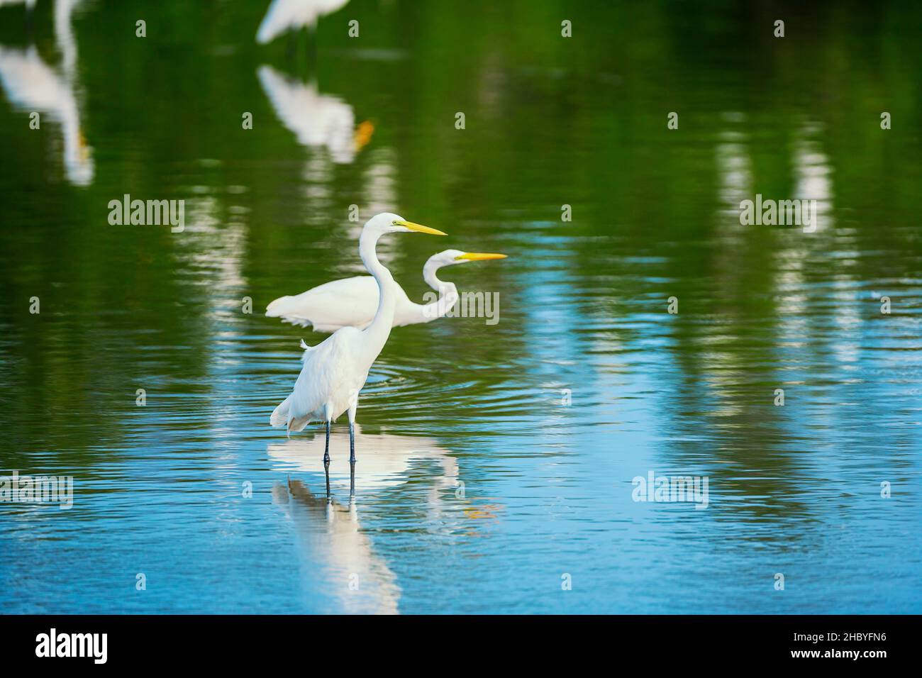 Grandi garzette bianche (Ardea alba) alla ricerca di cibo, Sanibel Island, J.N. Ding Darling National Wildlife Refuge, Florida, USA Foto Stock