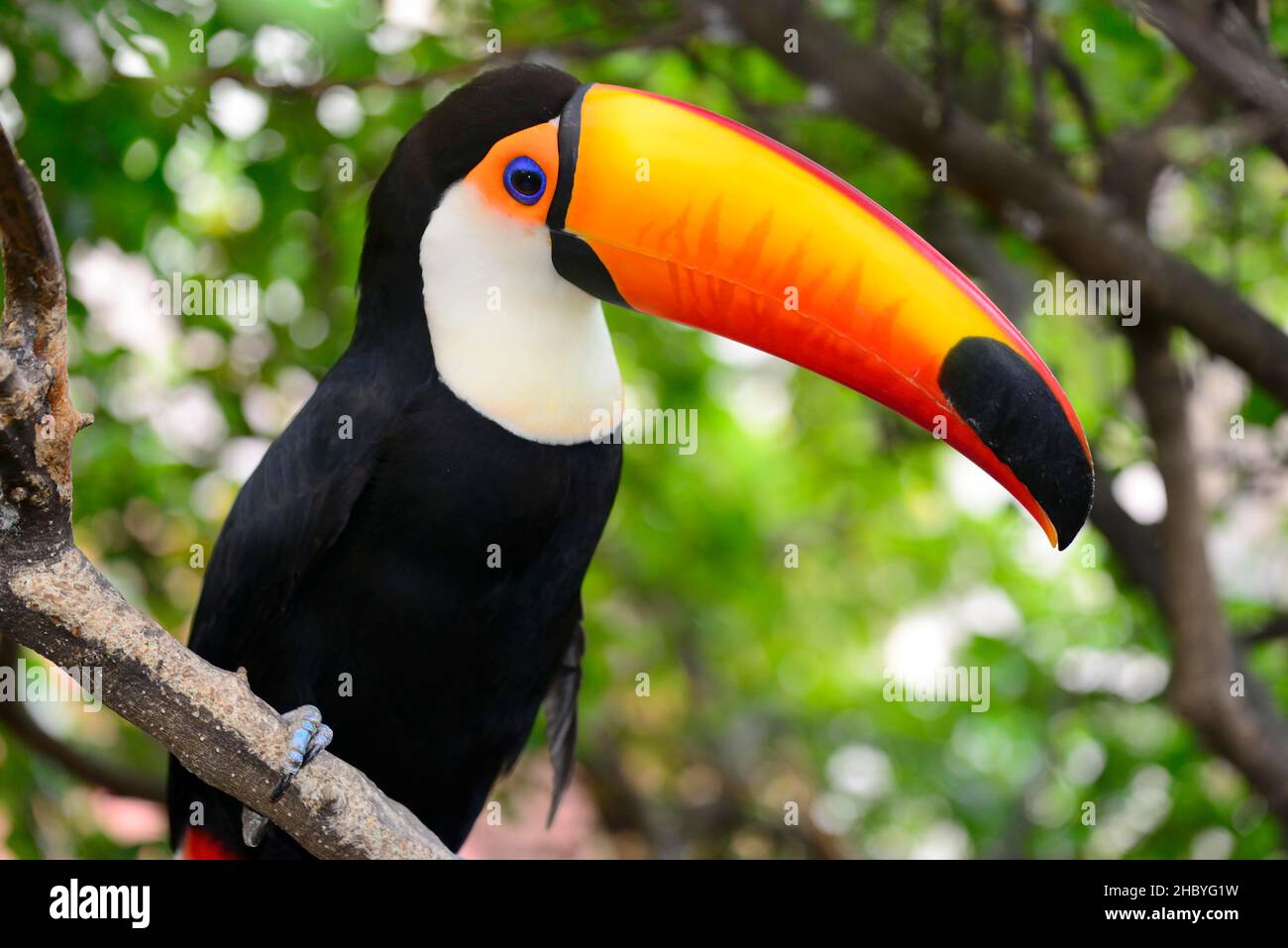 Toco toucan (Ramphastos toco) seduto nel folto fogliame di un albero. Trinidad, Dipartimento di Beni, Bolivia Foto Stock