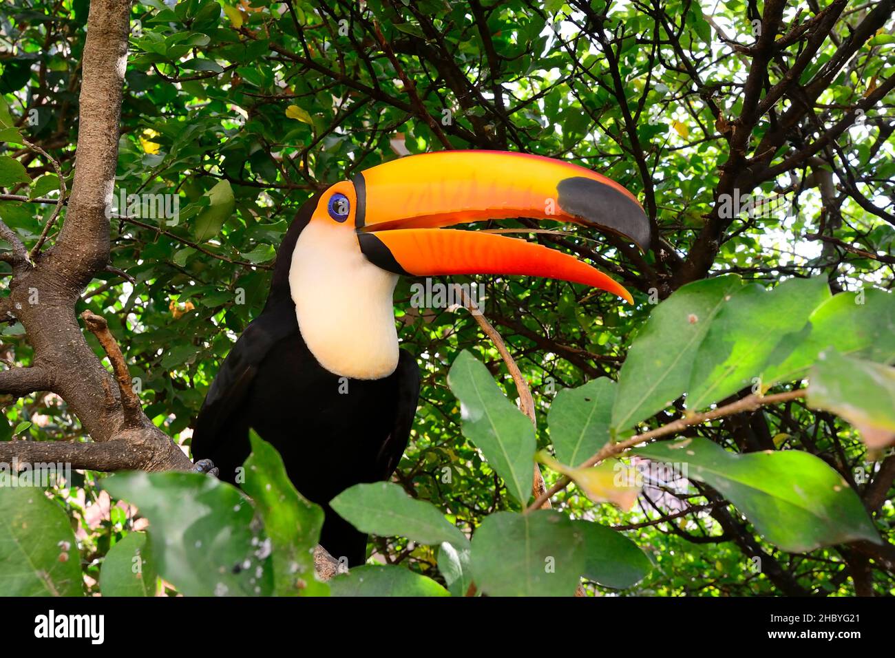 Toco toucan (Ramphastos toco) seduto nel folto fogliame di un albero. Trinidad, Dipartimento di Beni, Bolivia Foto Stock