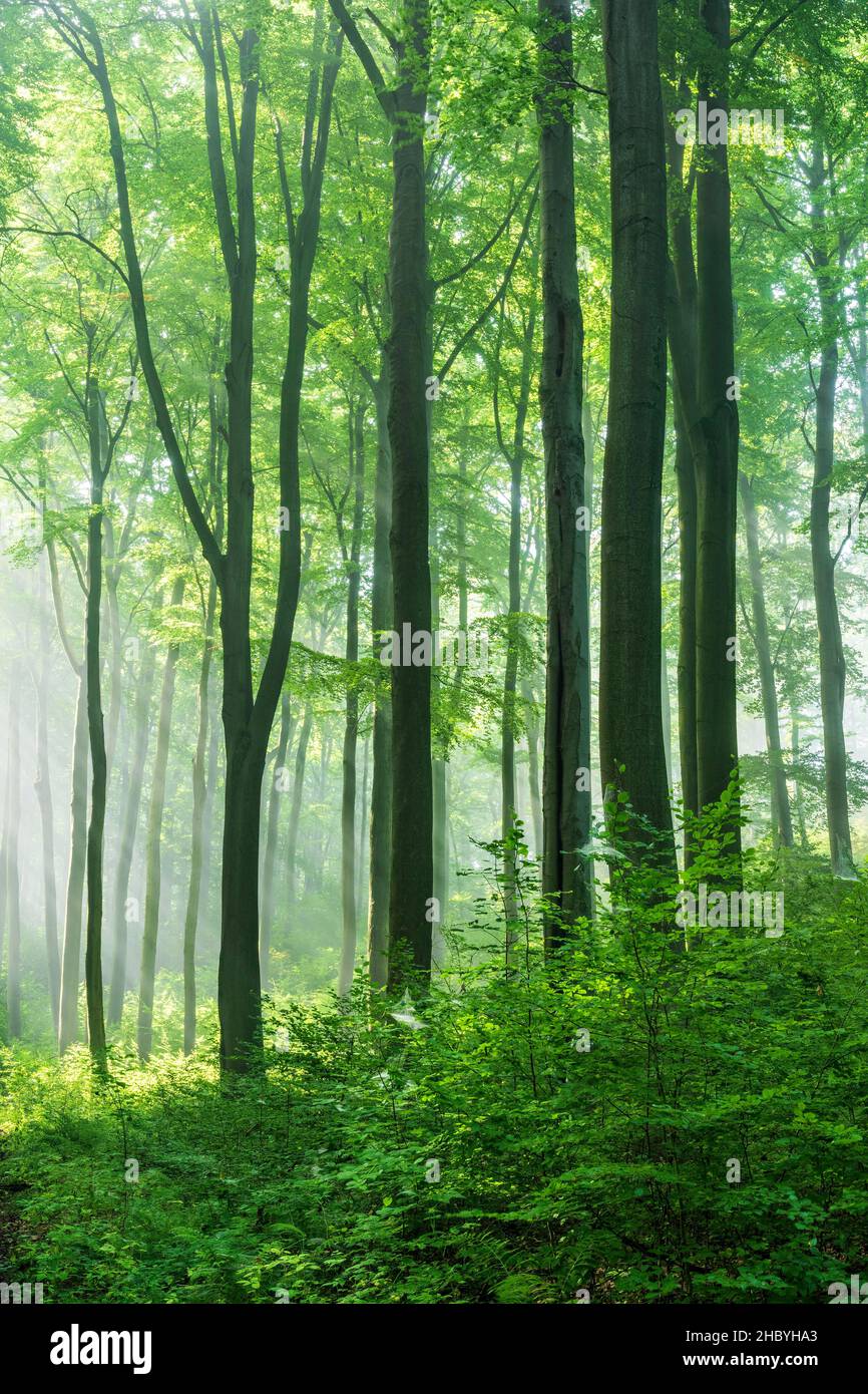 Foresta di faggi naturali, sole che splende dalla nebbia mattutina, catena montuosa Hohe Schrecke, Turingia, Germania Foto Stock
