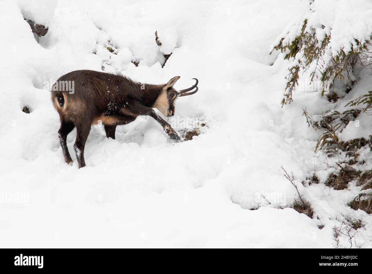 Camosci (Rupicapra rupicapra), cesoie di camosci neve libera con gamba al foraggio, Tirolo, Austria Foto Stock