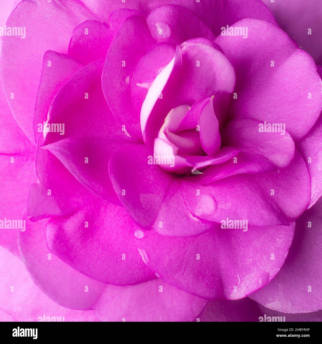 rosa rosa closeup, sfondo fiore, carta da parati, macro astratto Foto Stock