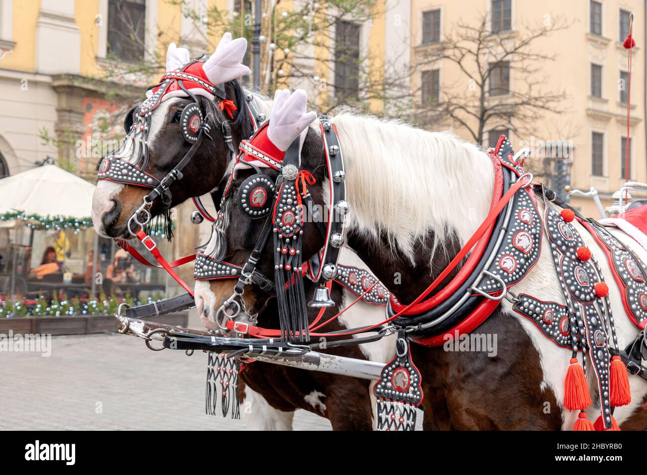 Cracovia, Polonia, corsa in carrozza trainata da cavalli, due cavalli in primo piano, dettaglio, Città Vecchia, tour della città, Famose attrazioni turistiche, EU Foto Stock