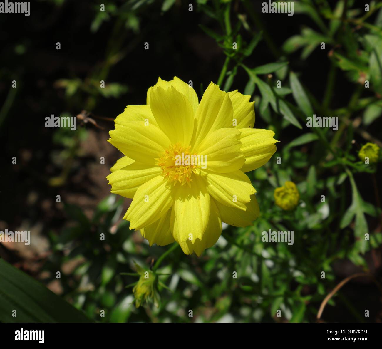 Primo piano di un fiore giallo a margherita del Canyon alla luce diretta del sole Foto Stock