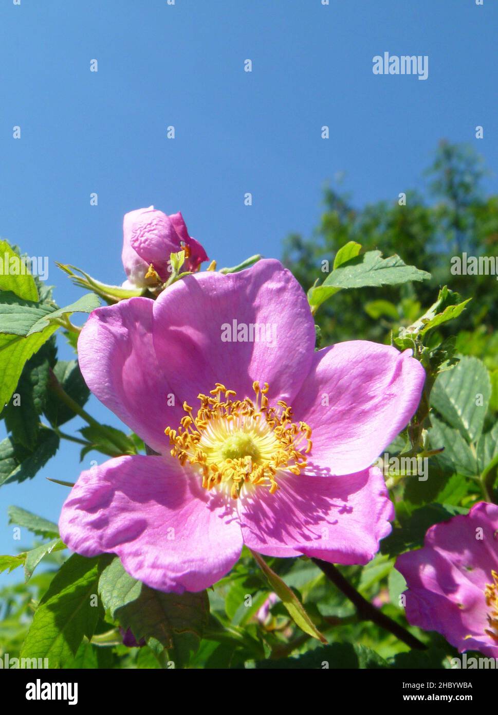 Fiore di rosa selvatico su sfondo blu. La bellezza è nella natura. Rosebud in una giornata di sole Foto Stock