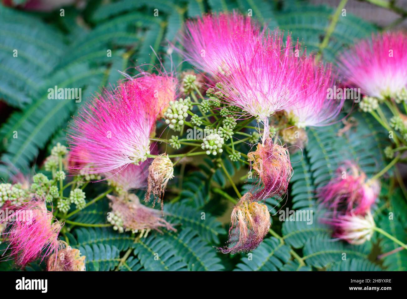 Mimosa Rosa Immagini e Fotos Stock - Alamy