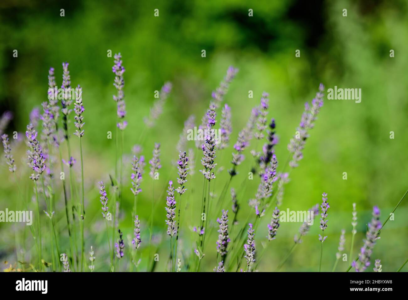 Molti piccoli fiori di lavanda blu in una giornata estiva soleggiata in Scozia, Regno Unito, con fuoco selettivo, bello sfondo floreale all'aperto Foto Stock