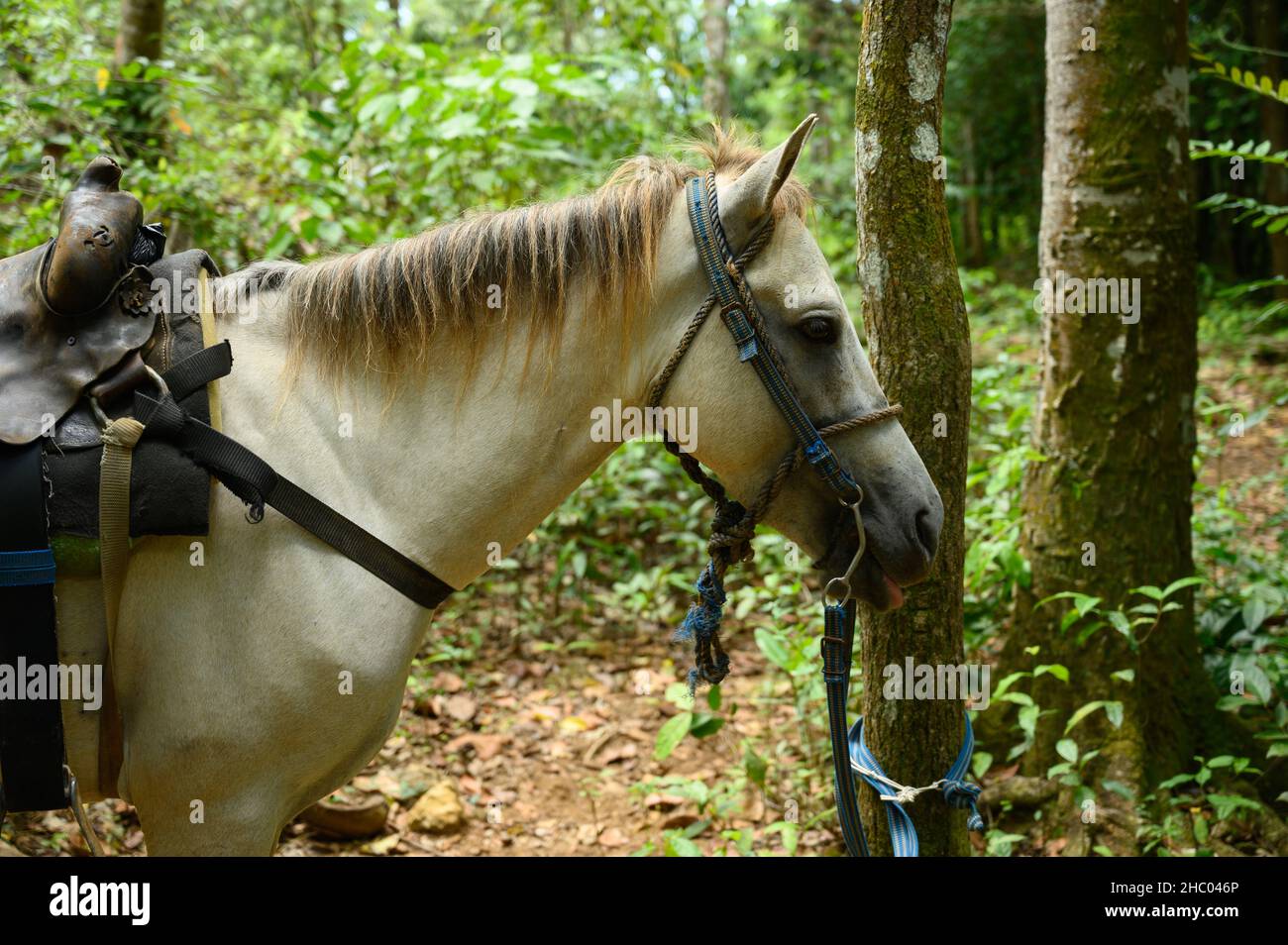 La foto mostra un cavallo, primo piano della sua testa e parte del corpo. Lo stallone nella foto è bianco. La foto mostra un cavallo che riposa nella giungla Foto Stock