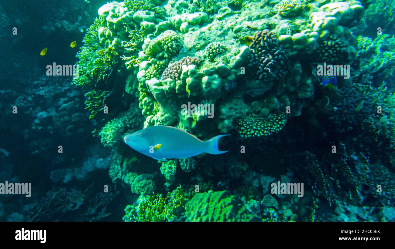 pappagallo di pesce e barriera corallina Foto Stock