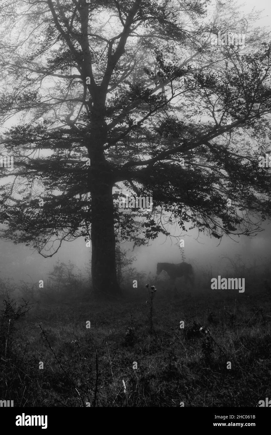 Paesaggio bianco e nero con silhouette scure. Nebbia fitta in foresta scura. Immagine scura. Luce bianca sul cielo. Foto di alta qualità Foto Stock