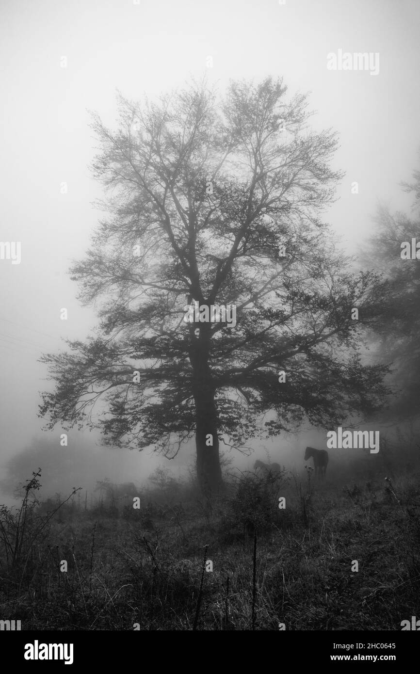 Paesaggio bianco e nero con silhouette scure. Nebbia fitta in foresta scura. Immagine scura. Luce bianca sul cielo. Foto di alta qualità Foto Stock