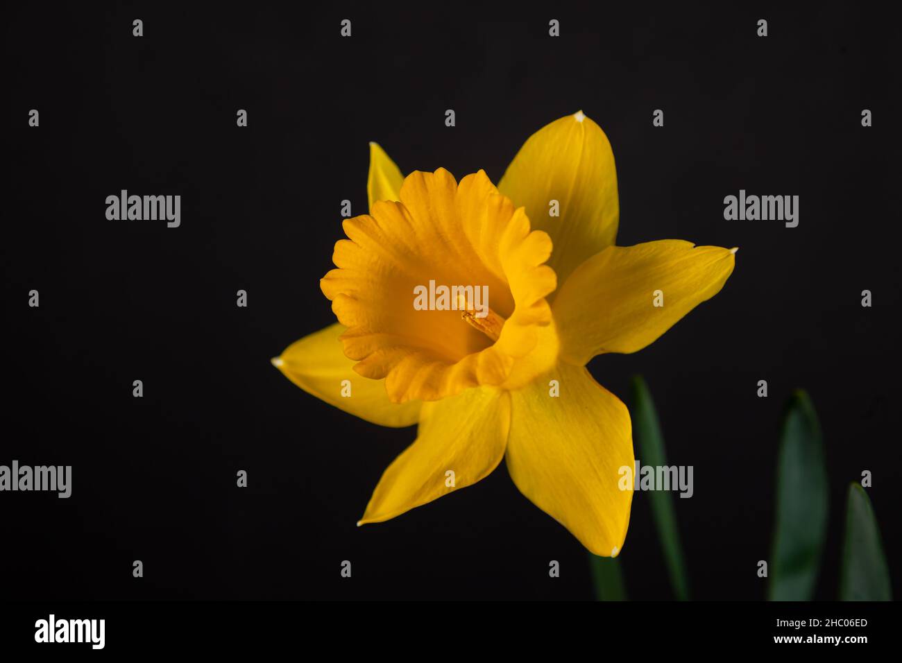 Bellissimo singolo giallo daffodil isolato su sfondo nero. Foto Stock