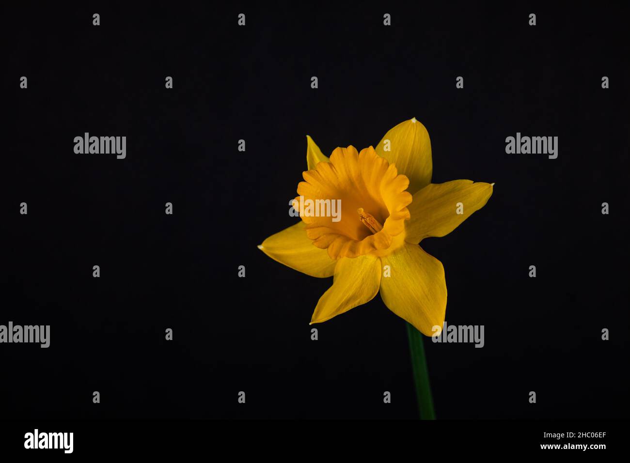 Singolo daffodil giallo isolato su sfondo nero. Foto Stock