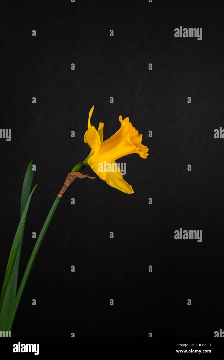 Bellissimo singolo giallo daffodil su sfondo nero. Foto Stock