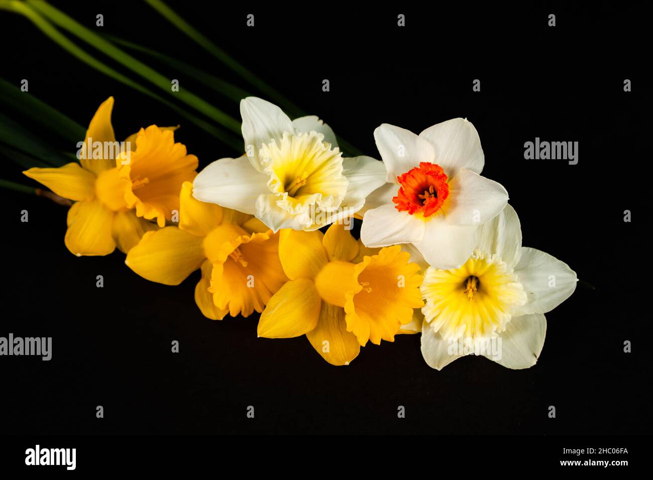 Naffodils gialli e bianchi isolati su sfondo nero. Foto Stock