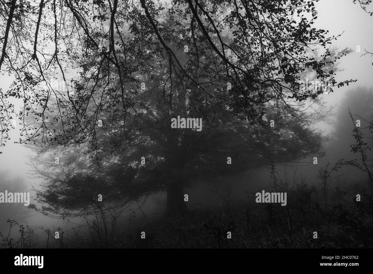 Paesaggio bianco e nero con silhouette scure. Nebbia fitta in foresta scura. Immagine scura. Luce bianca sul cielo. Foto di alta qualità Foto Stock