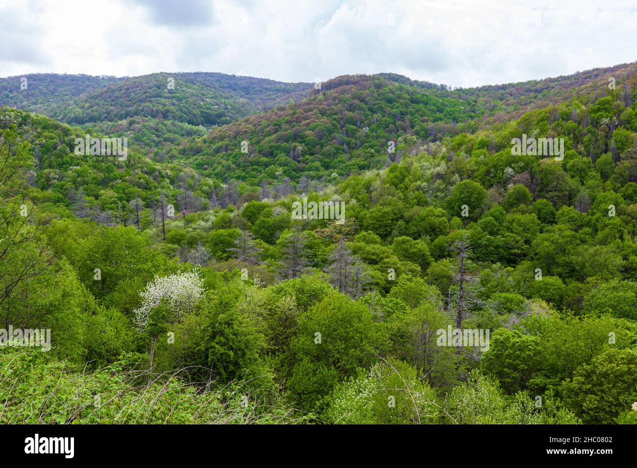 Fires Creek nella Nantahala National Forest, North Carolina Foto Stock