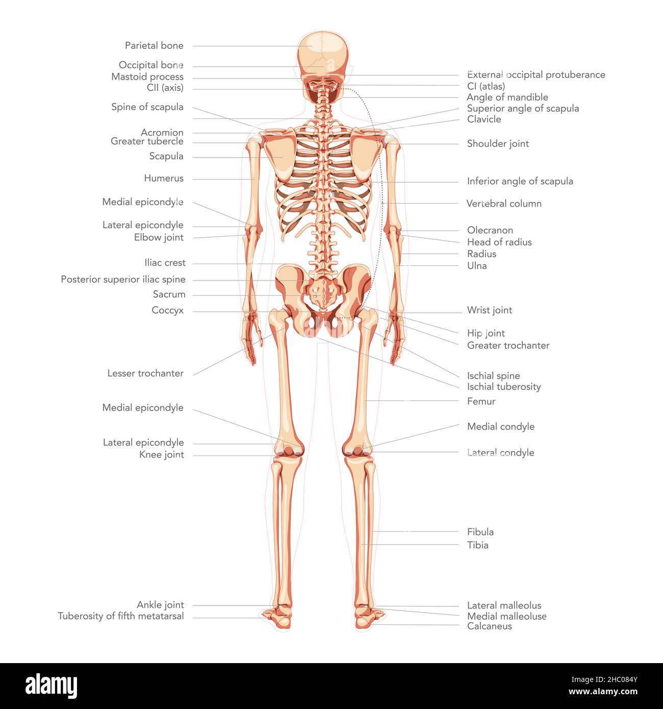 Vista posteriore dello scheletro del diagramma umano con tutte le parti etichettate. Piatto di colore naturale illustrazione vettoriale scheda didattica di anatomia isolato su sfondo bianco cranio medico colonna costine articolazioni pelvi Illustrazione Vettoriale