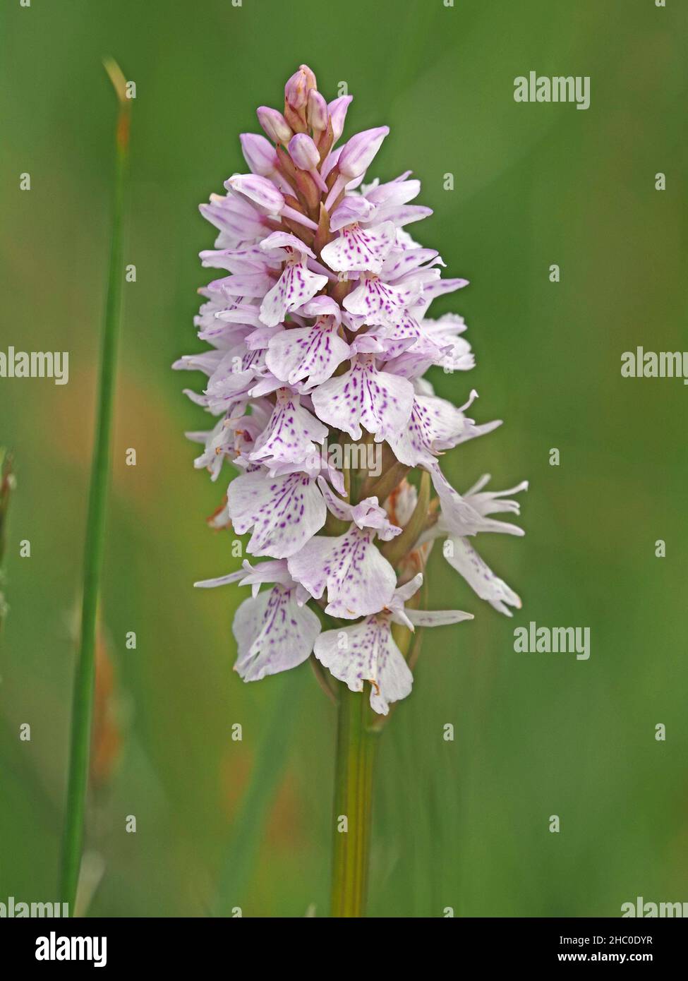 Pallido spike di Heath maculata Orchidea (Dactylorhiza maculata) con marcature viola pallido e sfondo verde nel North Yorkshire, Inghilterra, Regno Unito Foto Stock