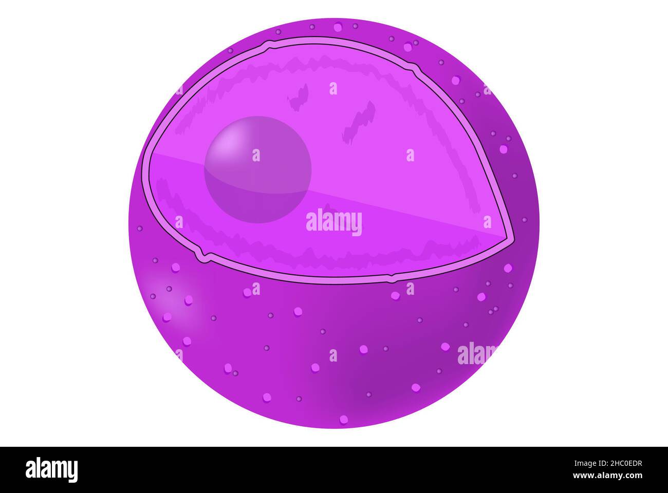 Struttura del nucleo e del nucleolo, illustrazione medica Foto Stock