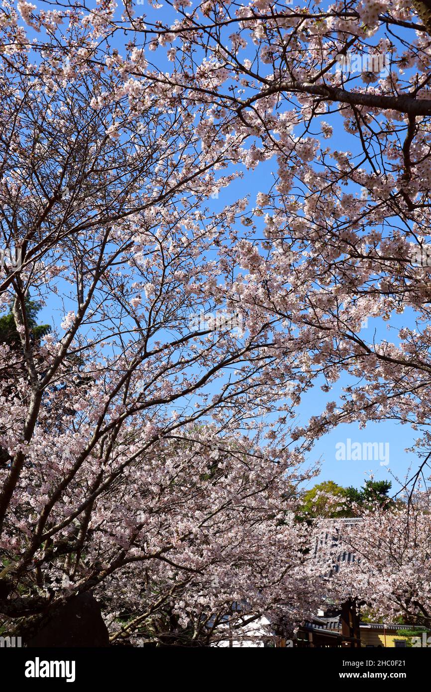 Scenario di Kamakura, l'antica capitale del Giappone dove fioriscono i ciliegi Foto Stock