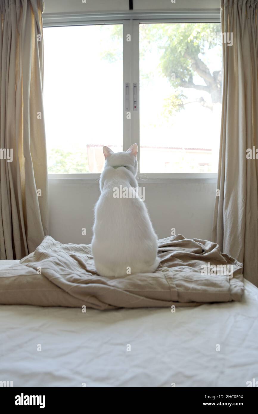 Il giovane gatto che siede sul letto guardando la finestra. Foto Stock
