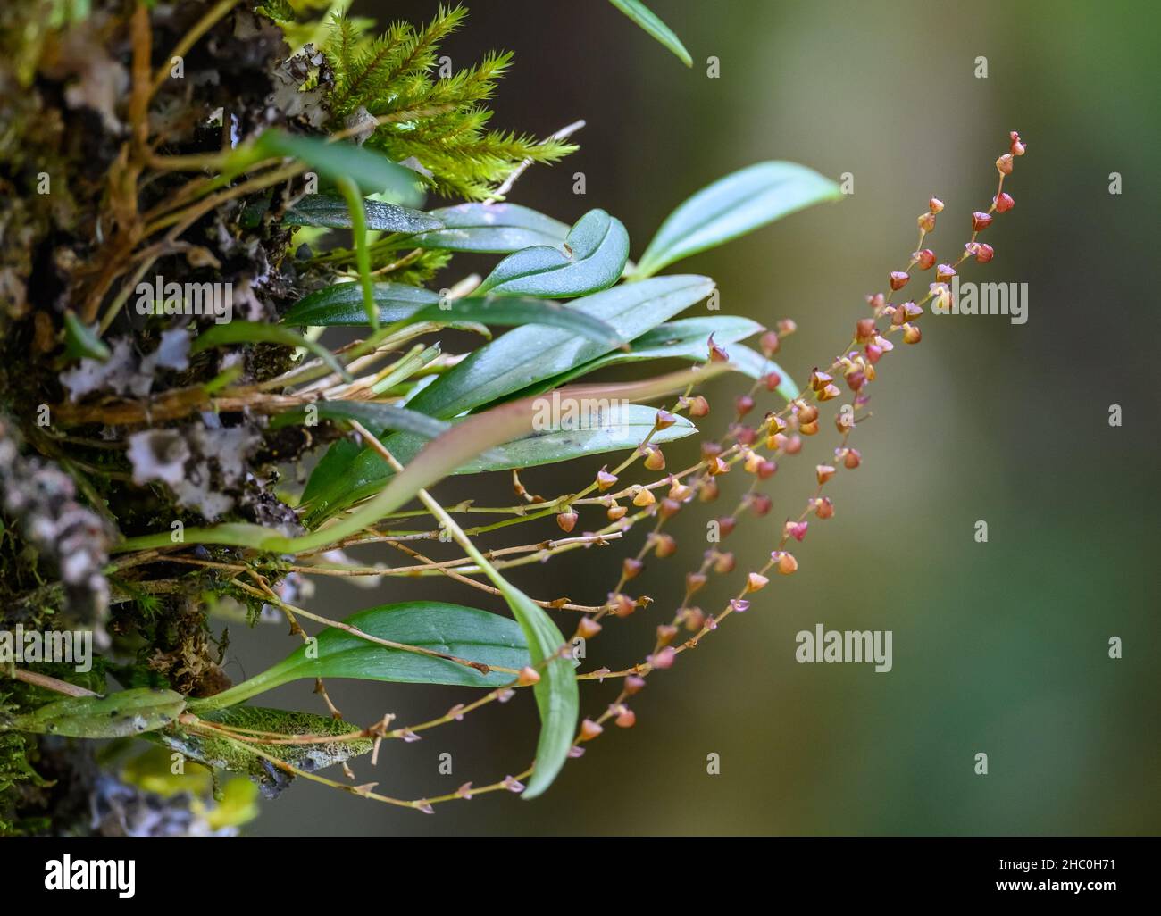 Piccoli fiori di orchidea epifitica Stelis muscifera. Podocarpus National Park, Loja, Ecuador, Sud America. Foto Stock