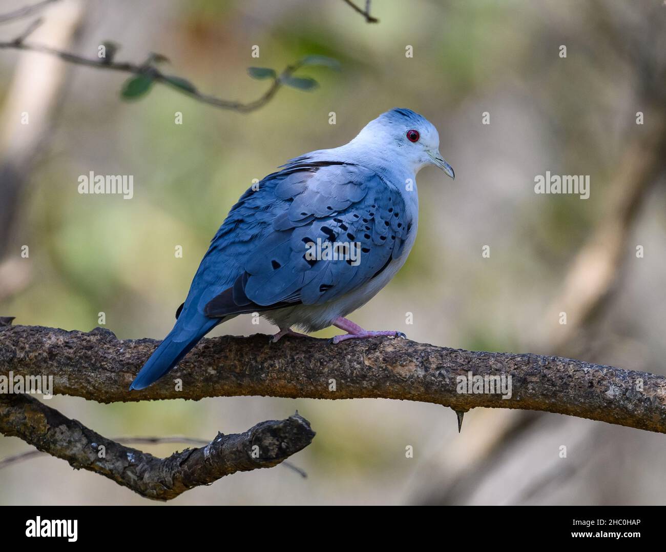 Un maschio Blue Ground dove (Claravis pretiosa) su un ramo. Ecuador, Sud America. Foto Stock