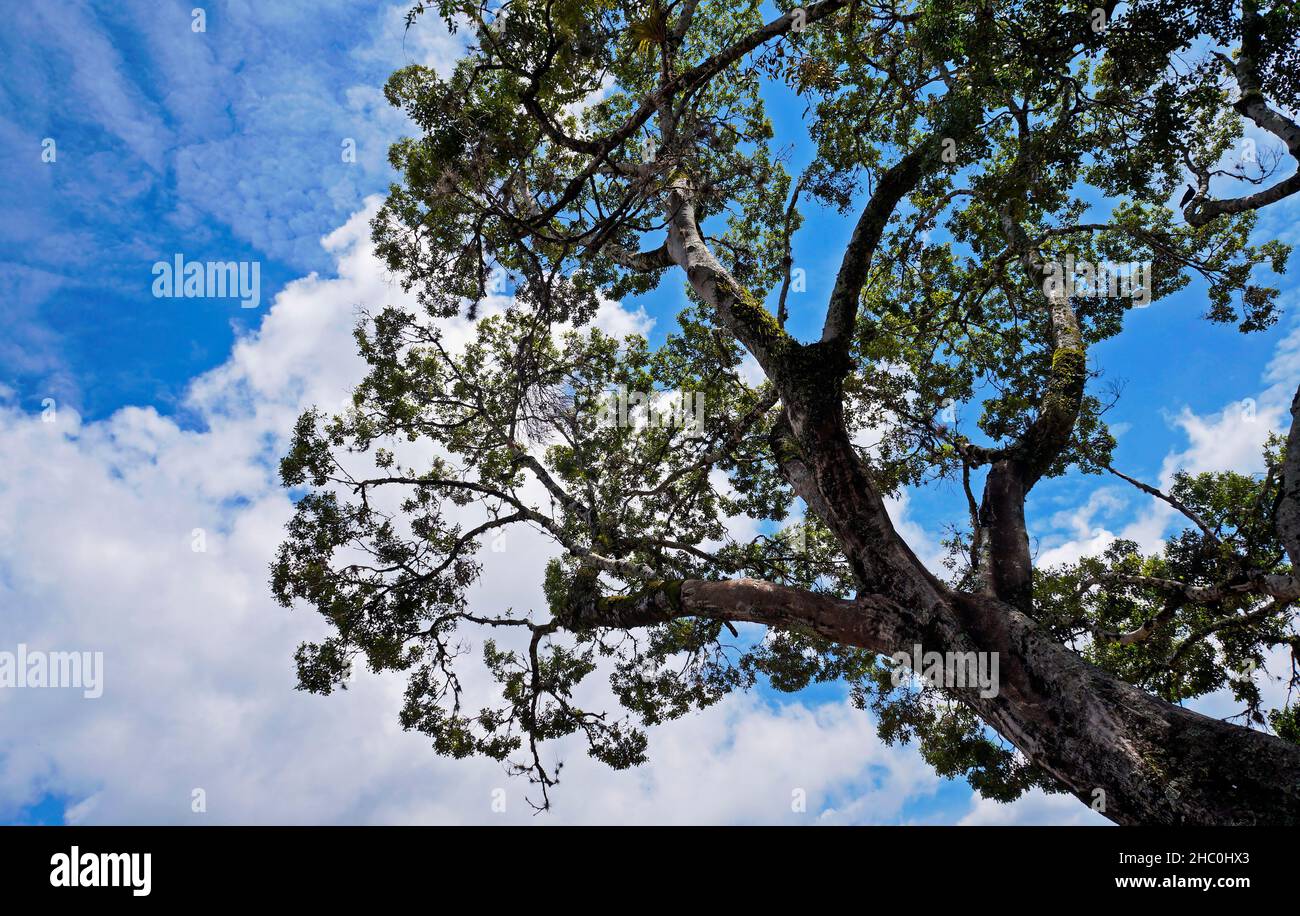 Rami di albero e cielo blu, Tiradentes, Minas Gerais, Brasile Foto Stock