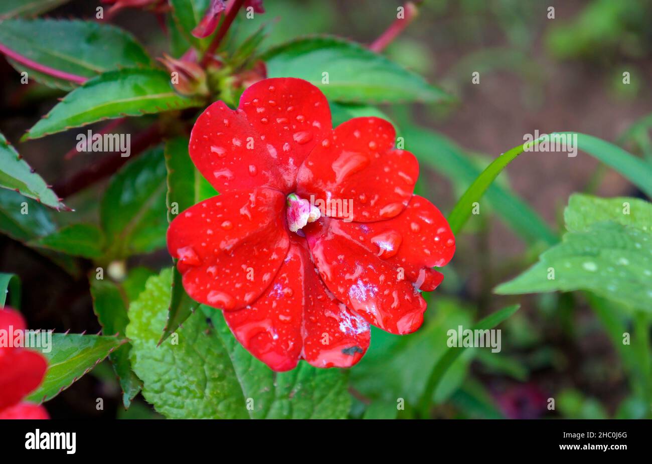 Fiore rosso della Nuova Guinea Impatiens (Impatiens hawkeri) Foto Stock