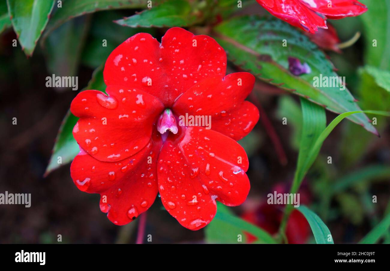 Fiore rosso della Nuova Guinea Impatiens (Impatiens hawkeri) Foto Stock