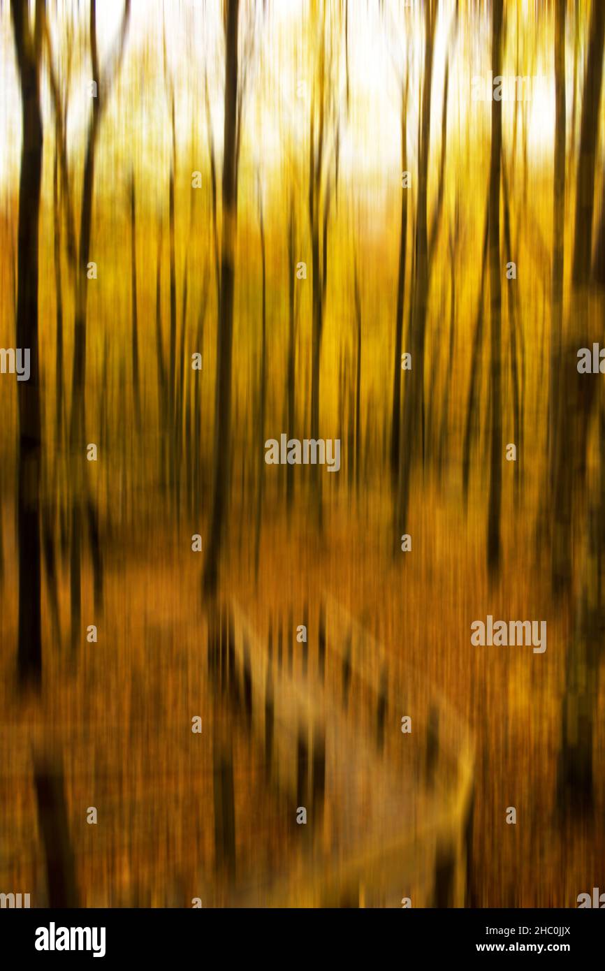 Un ponte di legno nella foresta in visione sfocata, immagine verticale Foto Stock