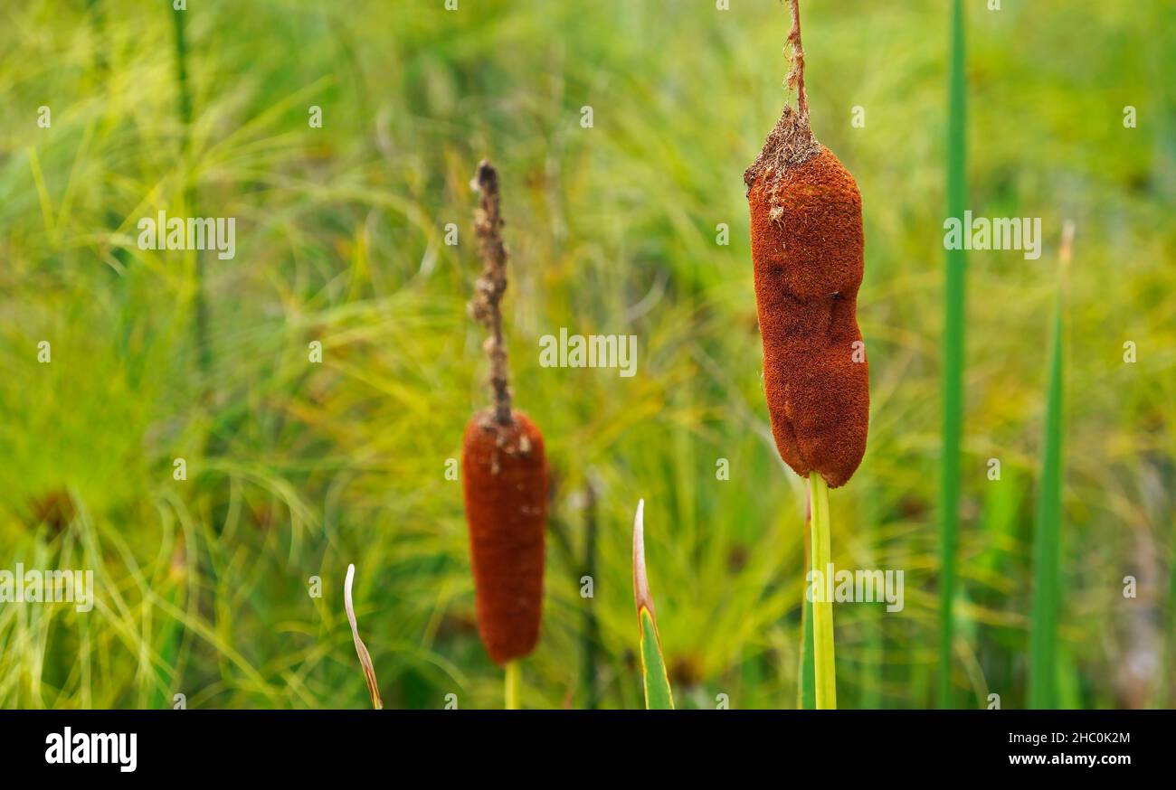 Crataglia o cumbungi del sud (Typha domingensis) Foto Stock