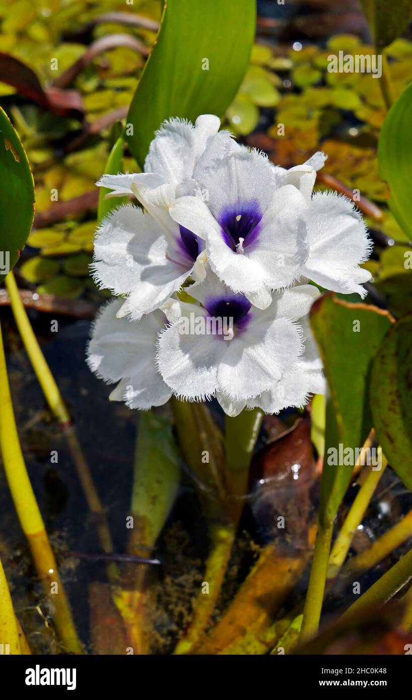 Fiori di giacinto d'acqua (Eichhornia azurea) Foto Stock