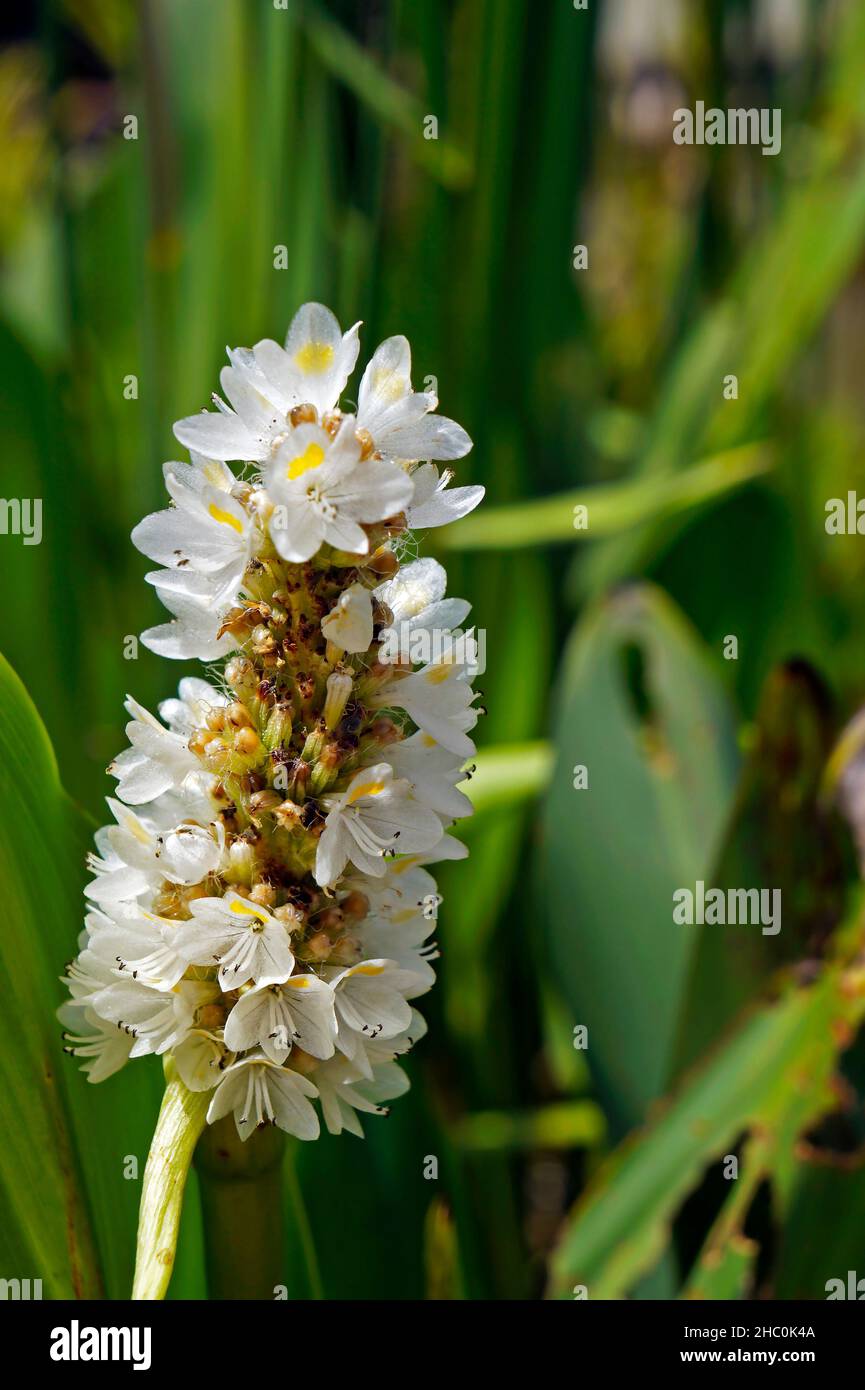 Pickerelweed (Pontederia parviflora), pianta acquatica Foto Stock