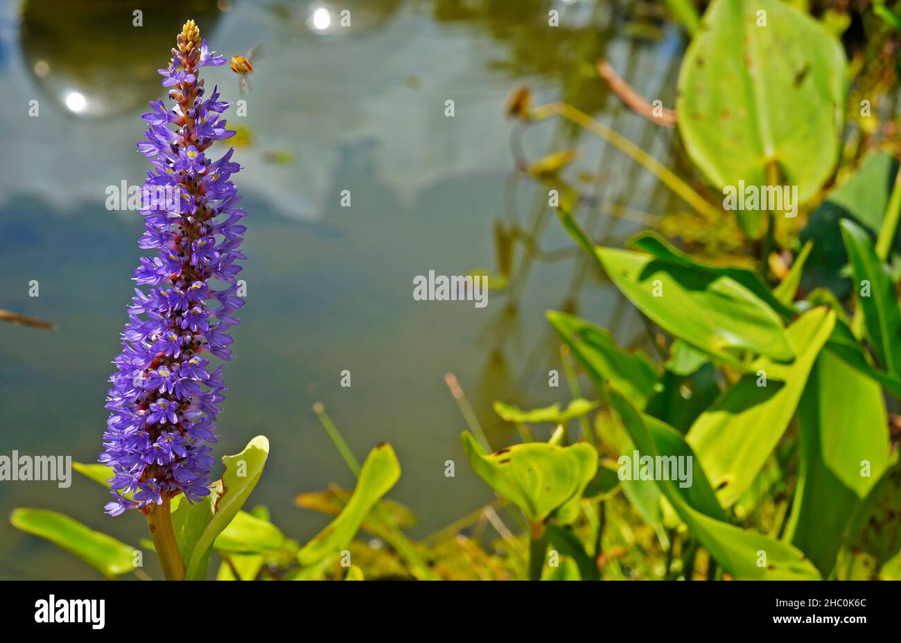 Pickerelweed (Pontederia cordata), pianta acquatica Foto Stock