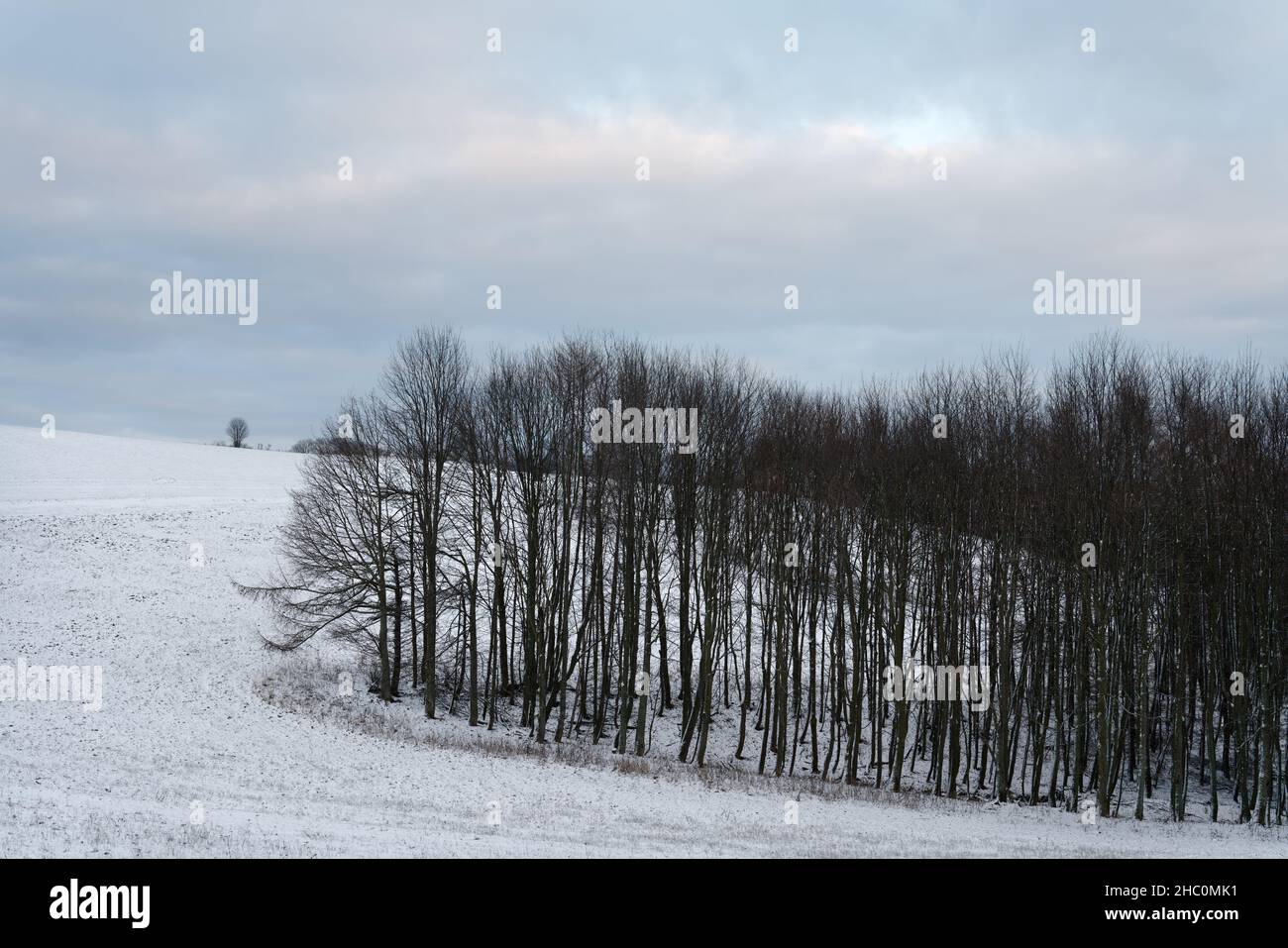 Vista di un paesaggio collinare in inverno, sottile neve coperta su un campo, un grande gruppo di alberi sul lato destro, cielo nuvoloso, alcune nuvole che si colorano dal sole Foto Stock