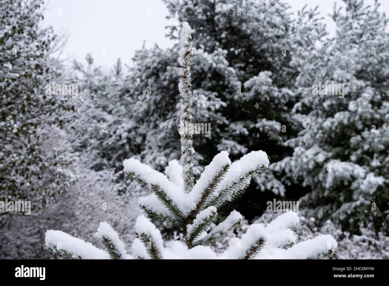Cima innevata di abete rosso in una foresta di vigneti, come la neve continua a cadere. Foto Stock