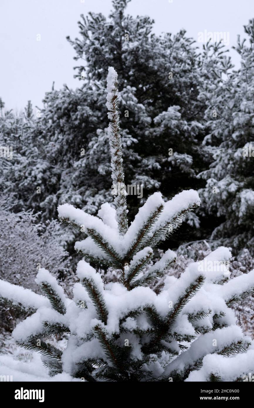 Cima innevata di abete rosso in una foresta di vigneti, come la neve continua a cadere. Foto Stock