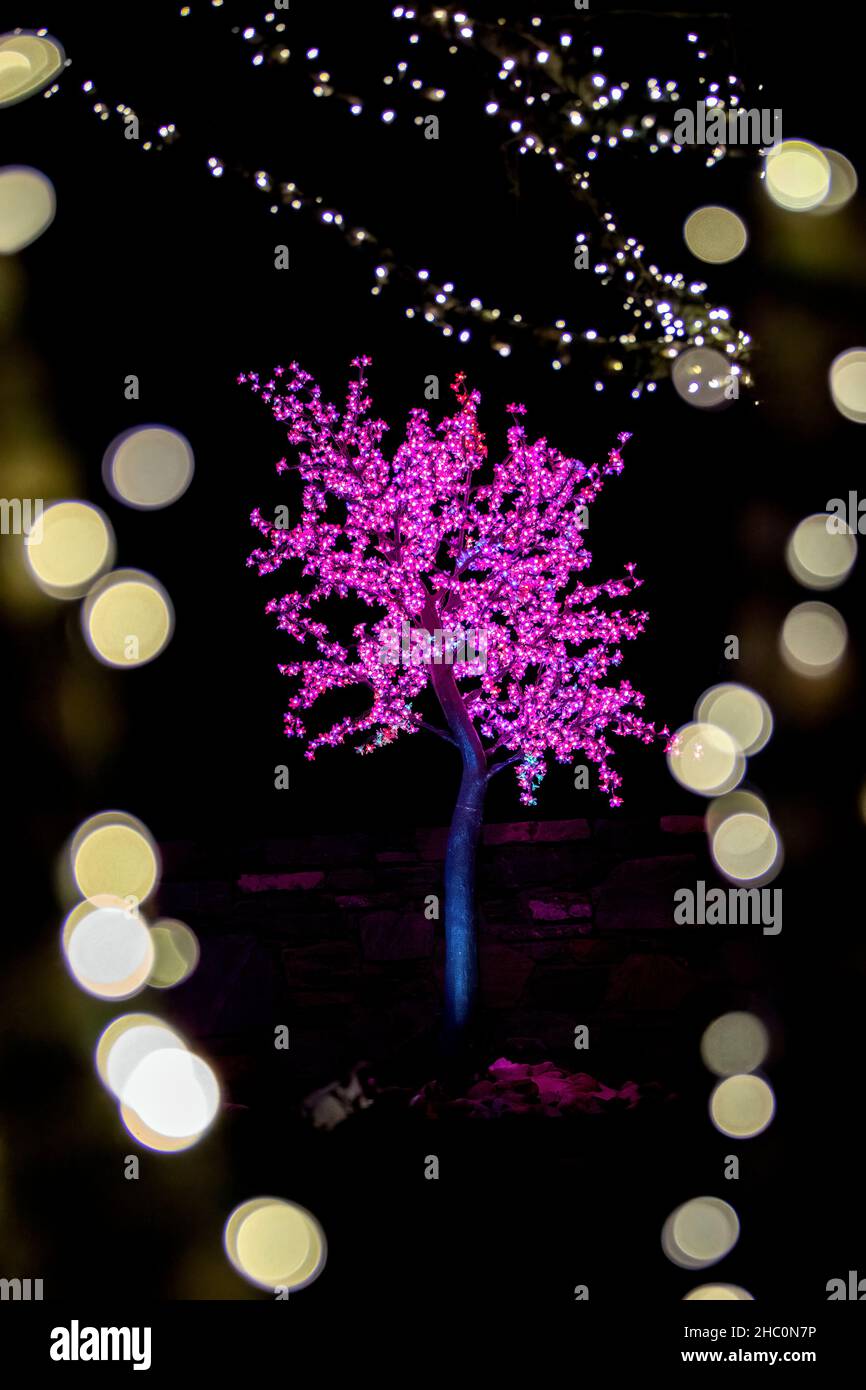 Colorato albero illuminato a Winter Lights evento al North Carolina Arboretum - Asheville, North Carolina, USA Foto Stock