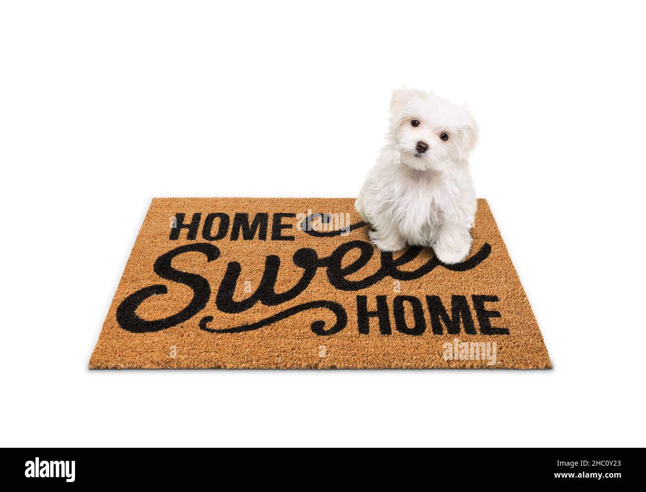 Cucciolo maltese seduto in casa Sweet Home Benvenuto Mat isolato su bianco. Foto Stock