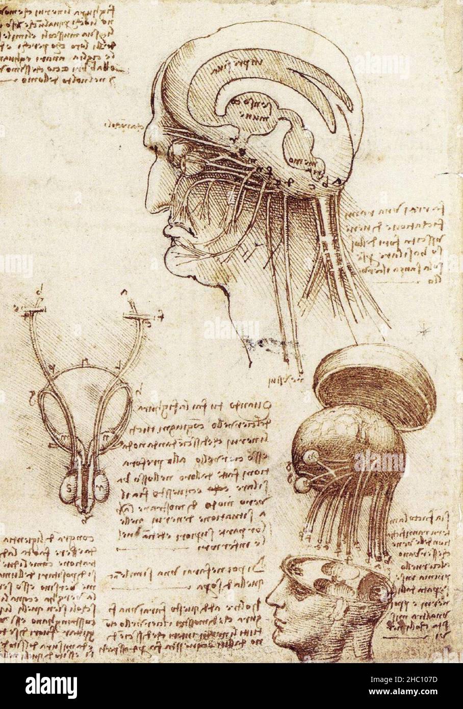 Studi anatomici del cervello umano condotti da Leonardo Davinci Foto Stock
