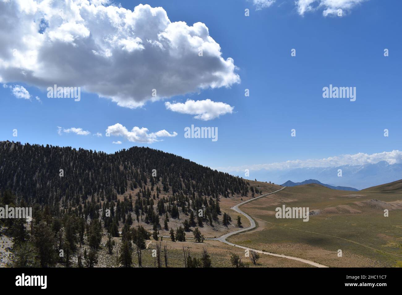 Vista a sud dall'antica foresta di pini di Brostlecone nelle White Mountains. Montagne della Sierra Nevada visibili a destra (ovest). Foto Stock