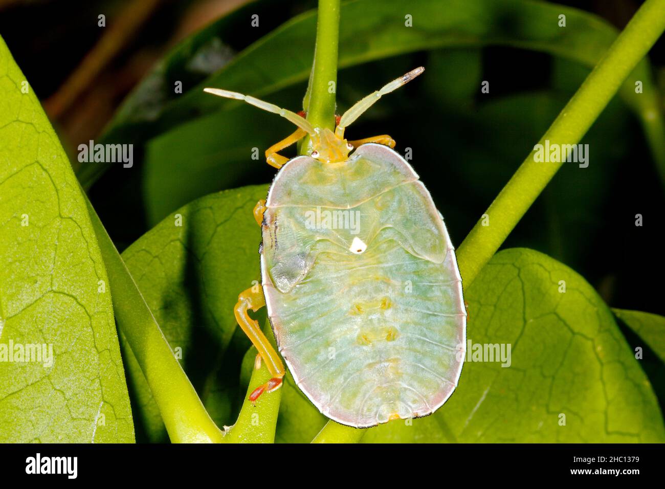 Oncomerinae Shield Bug, Rhoecus australasiae. Ninfa o Instar. Questo vero bug è un grosso bug di puzzolente. Coffs Harbour, New South Wales, Australia Foto Stock