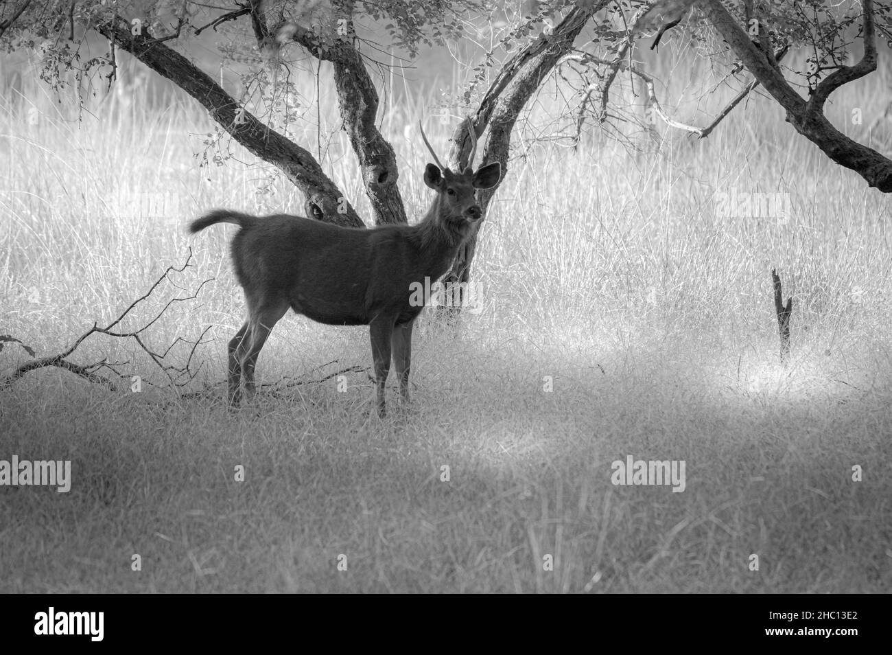 Immagine in bianco e nero di un cervo Sambar nella foresta di Ranthambore Foto Stock